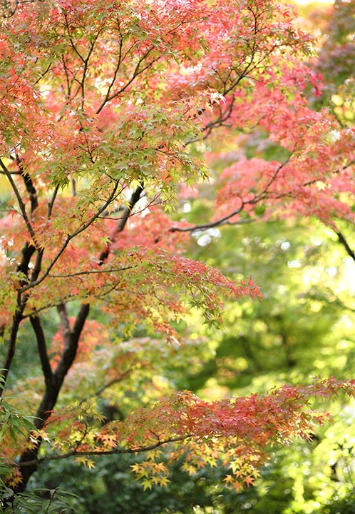 白鳥庭園秋の写真4